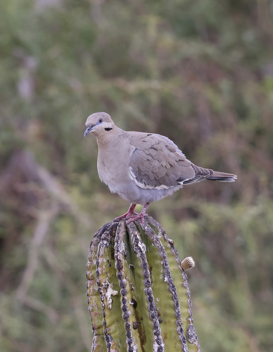 White-winged Dove - ML617057015