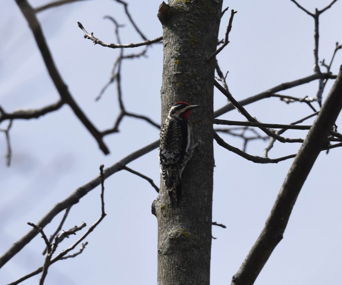 Yellow-bellied Sapsucker - ML617057063