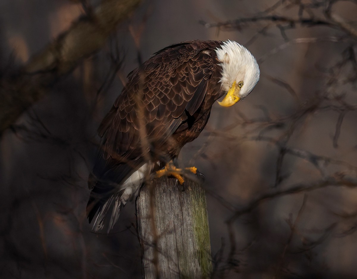 Bald Eagle - ML617057084