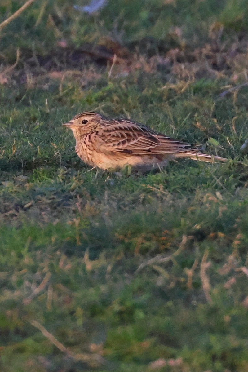 Eurasian Skylark - ML617057092