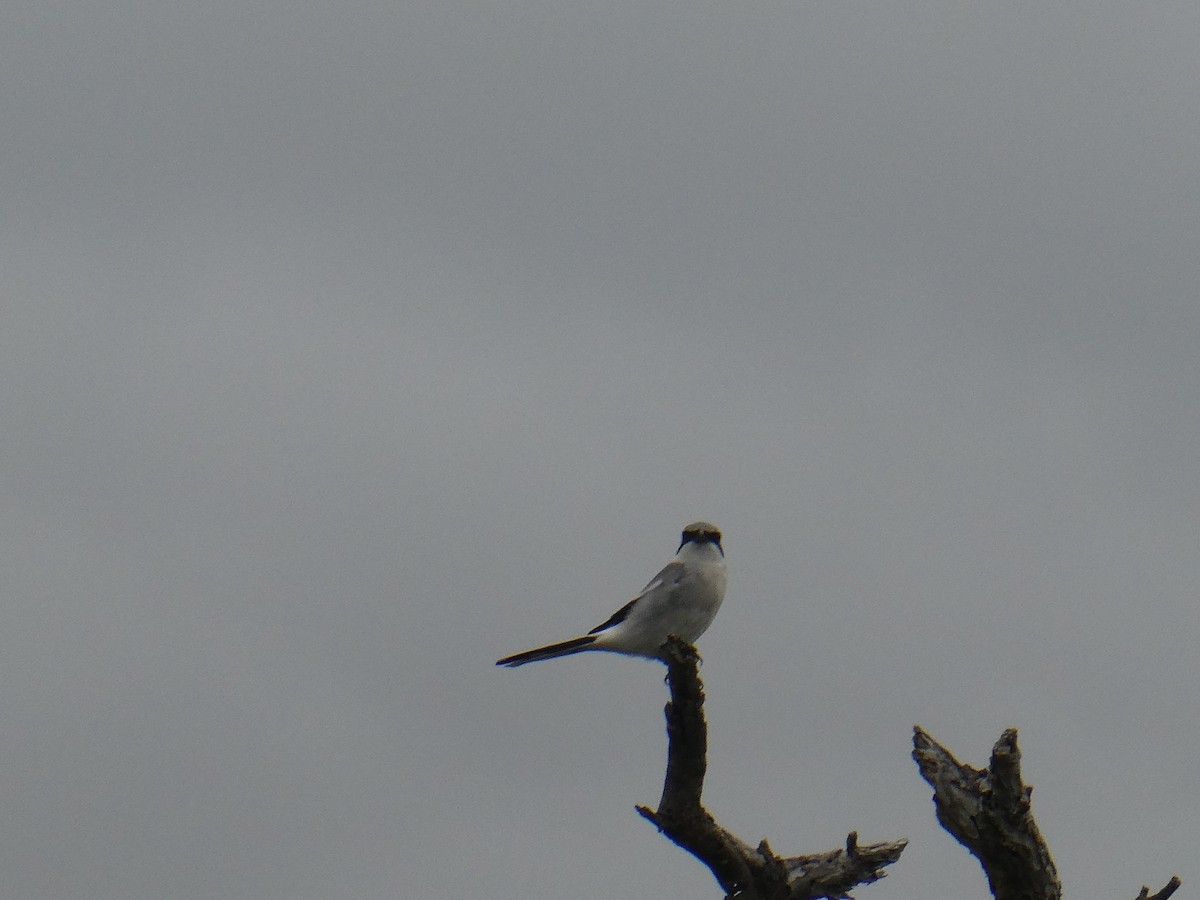 Loggerhead Shrike - ML617057099