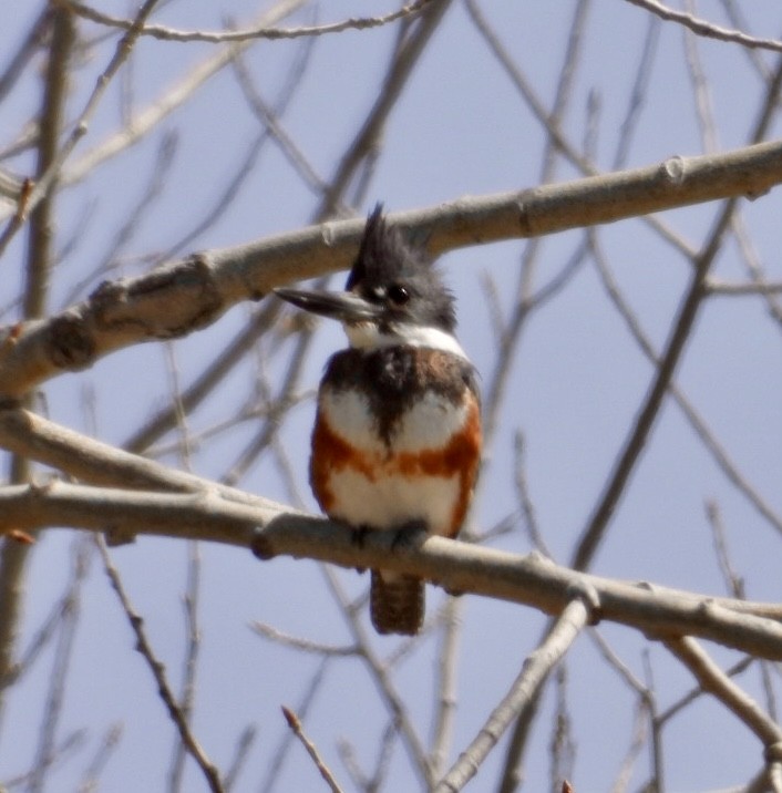 Belted Kingfisher - ML617057110