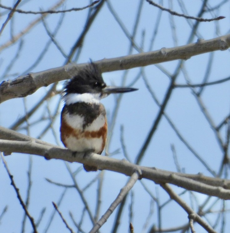 Belted Kingfisher - ML617057111