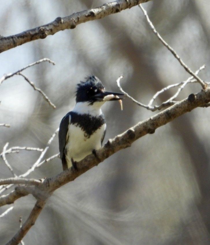 Belted Kingfisher - ML617057112