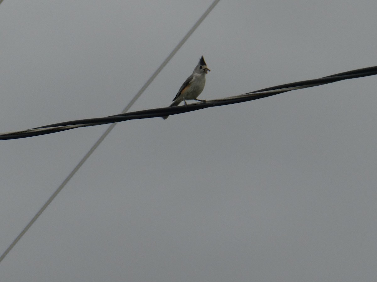 Black-crested Titmouse - ML617057122