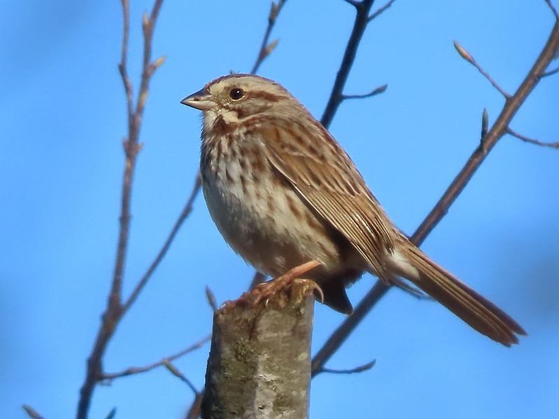 Song Sparrow - ML617057125