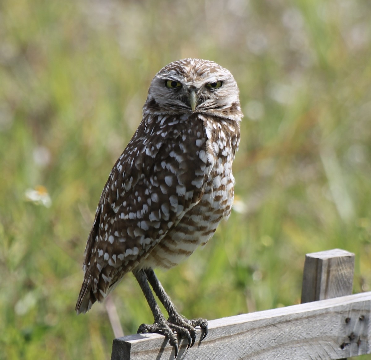 Burrowing Owl - ML617057145