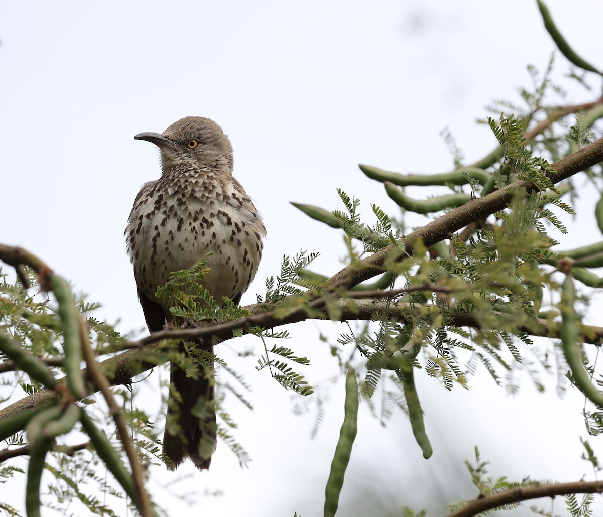 Gray Thrasher - ML617057148