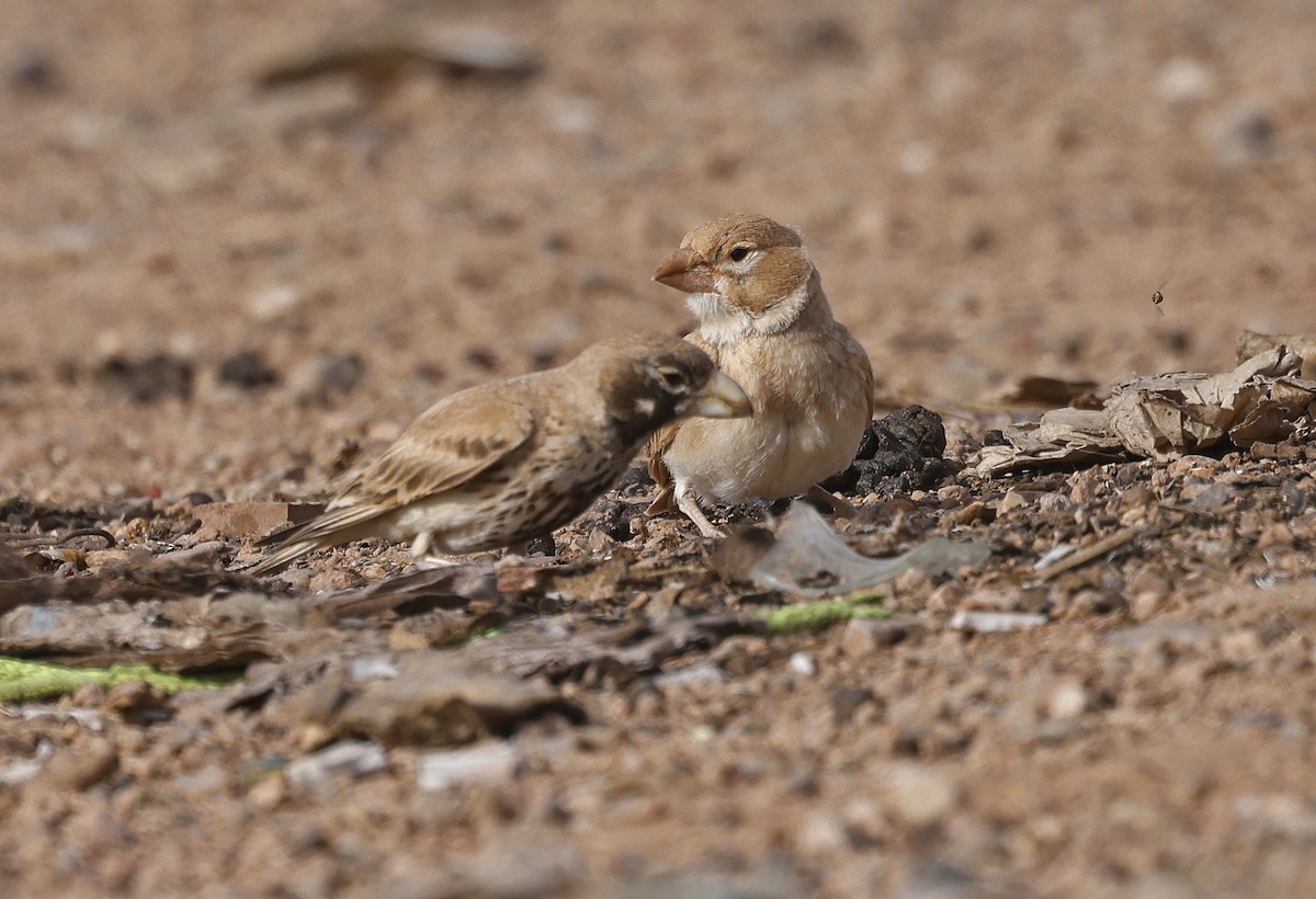 ハシブトヒバリ - ML617057149