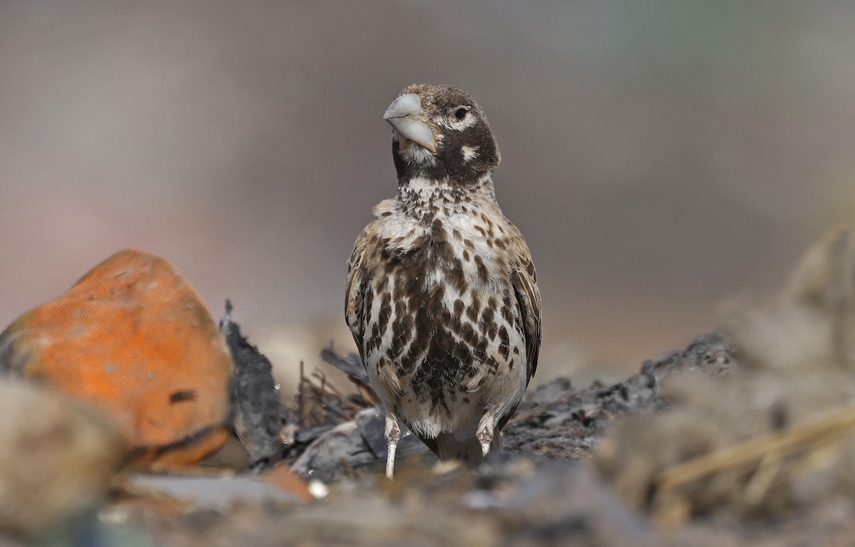 Thick-billed Lark - ML617057174