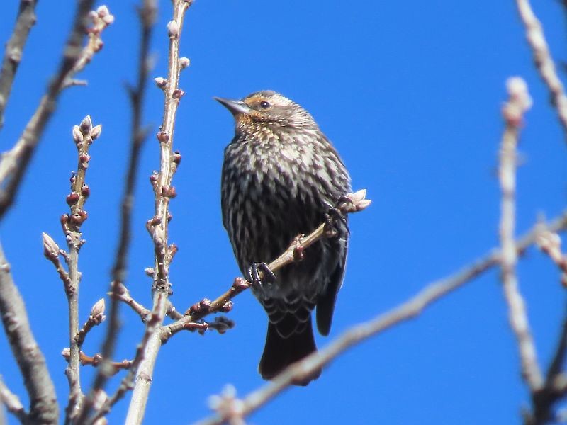 Red-winged Blackbird - Tracy The Birder