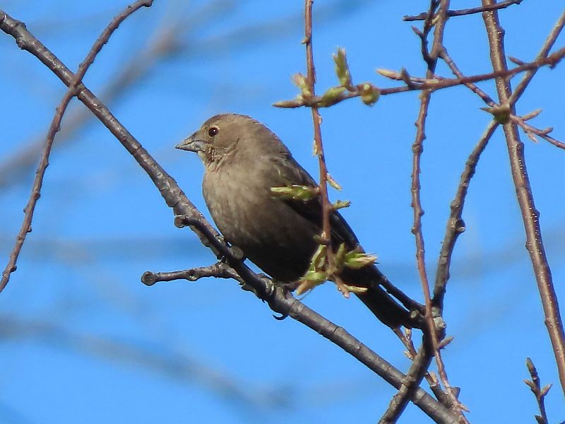 Brown-headed Cowbird - Tracy The Birder