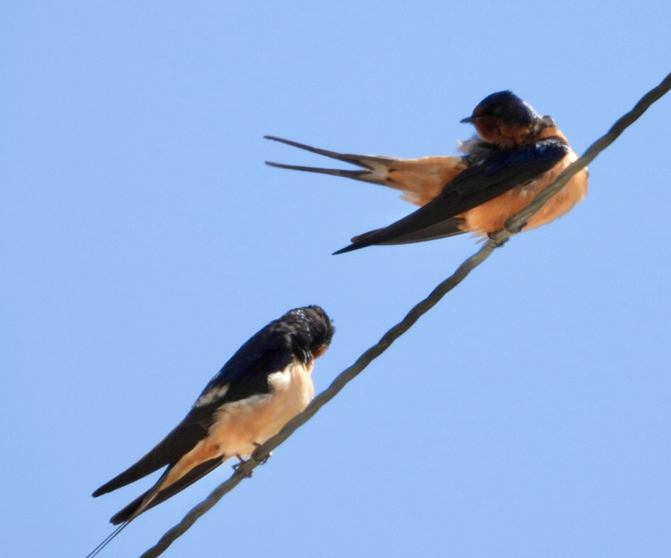 Barn Swallow - ML617057219