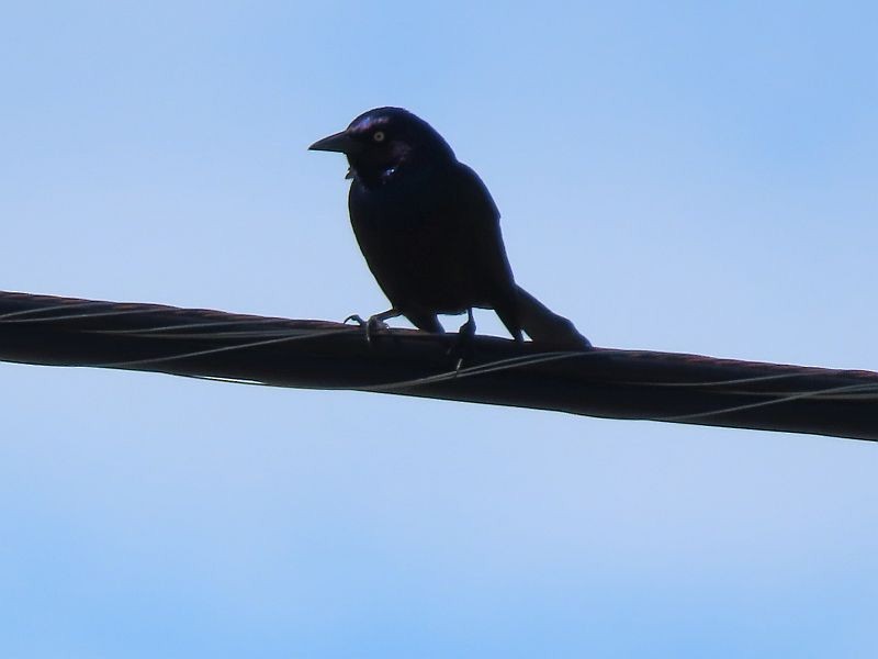 Common Grackle - Tracy The Birder