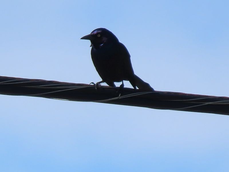 Common Grackle - ML617057228