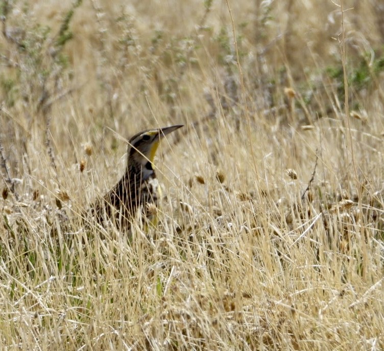 Western Meadowlark - ML617057237