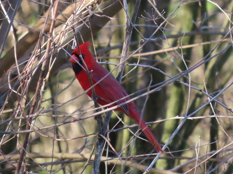 Cardinal rouge - ML617057250