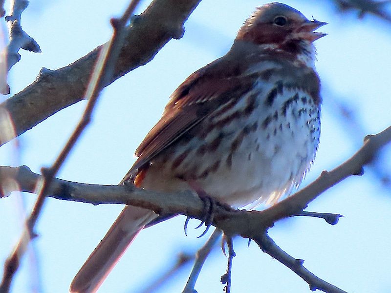 Fox Sparrow (Red) - ML617057306