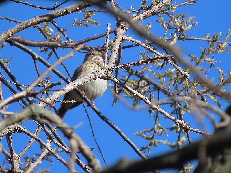 Vesper Sparrow - Tracy The Birder