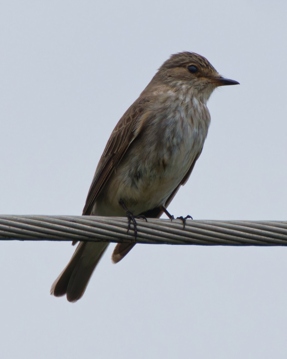 Spotted Flycatcher - ML617057406