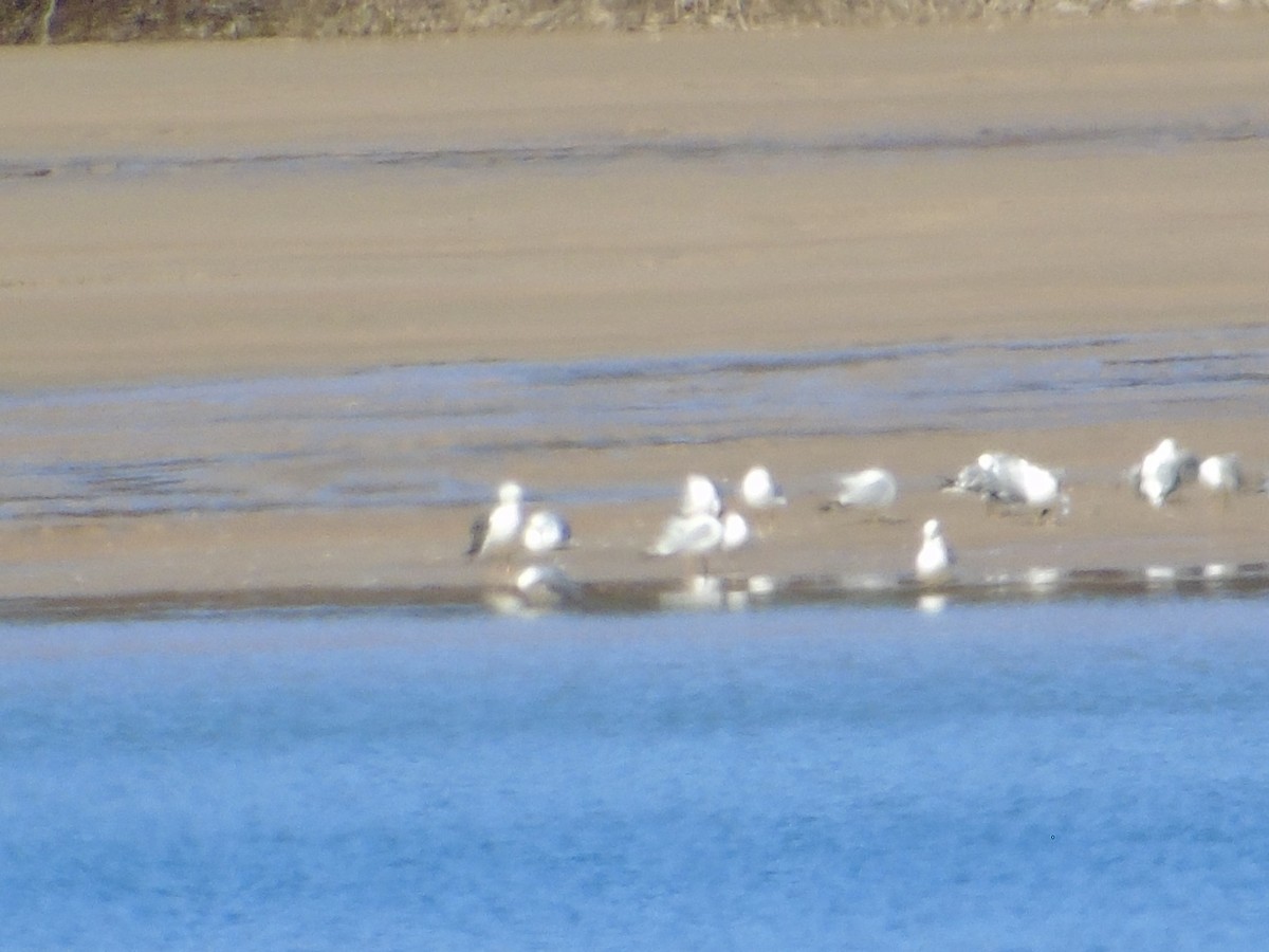 Lesser Black-backed Gull - ML617057426