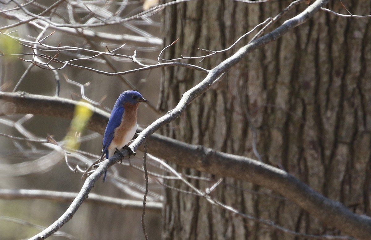 Eastern Bluebird - ML617057481