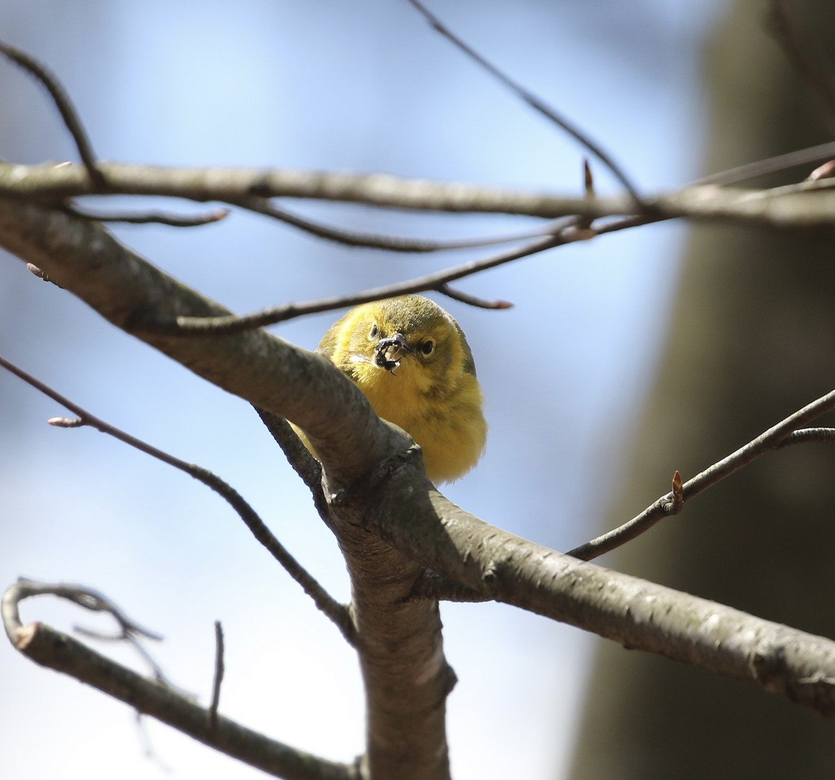 Pine Warbler - ML617057487