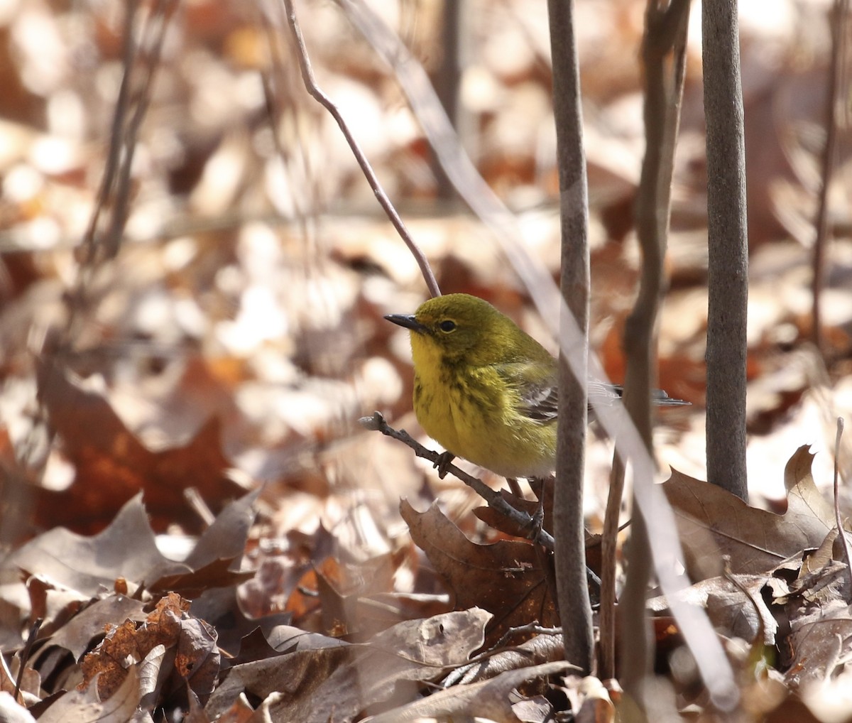 Pine Warbler - ML617057488