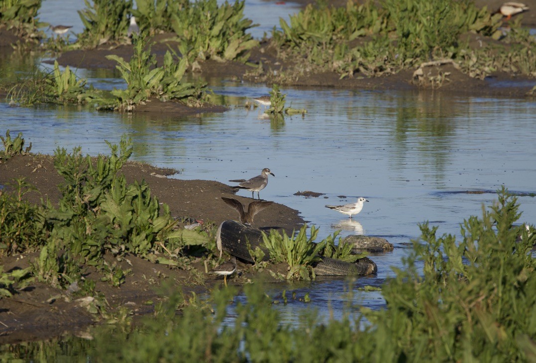 Gaviota Guanaguanare - ML617057499