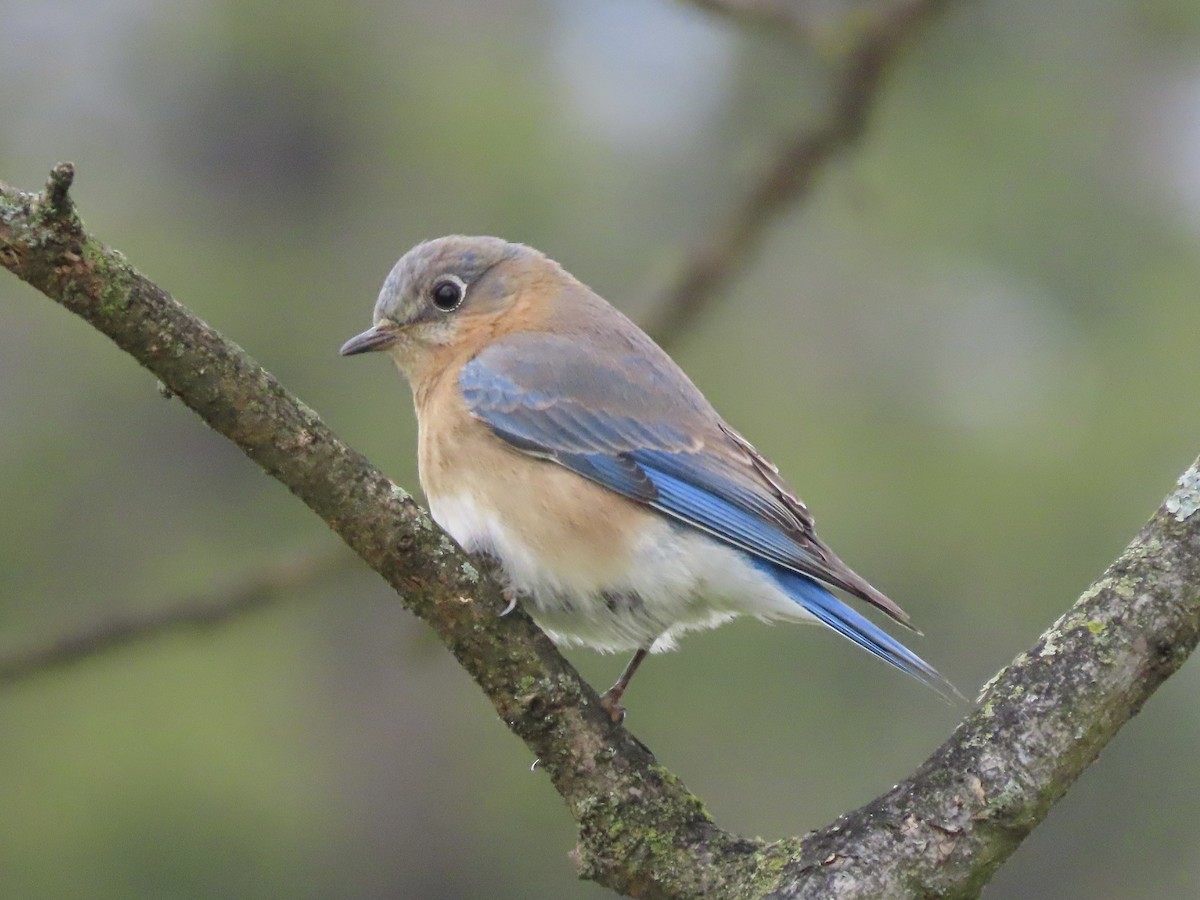 Eastern Bluebird (Eastern) - ML617057508