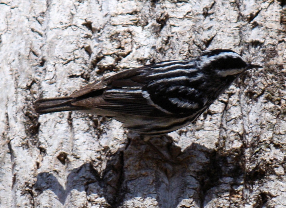 Black-and-white Warbler - ML617057514