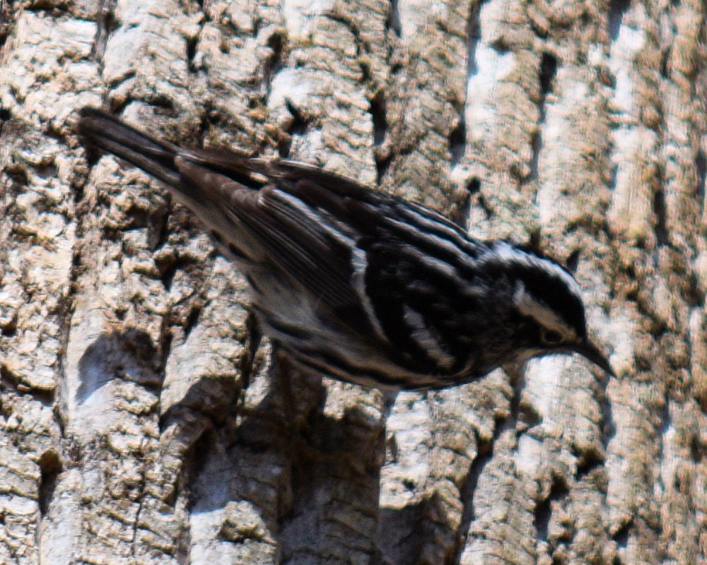 Black-and-white Warbler - ML617057523