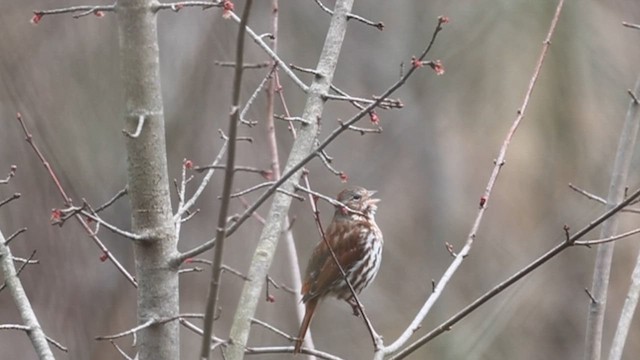 Fox Sparrow (Red) - ML617057542