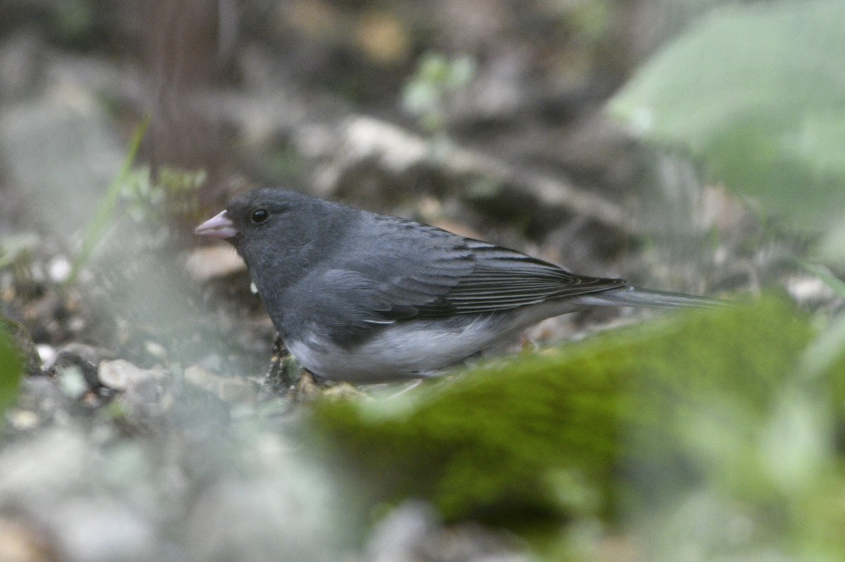 Junco ardoisé - ML617057554