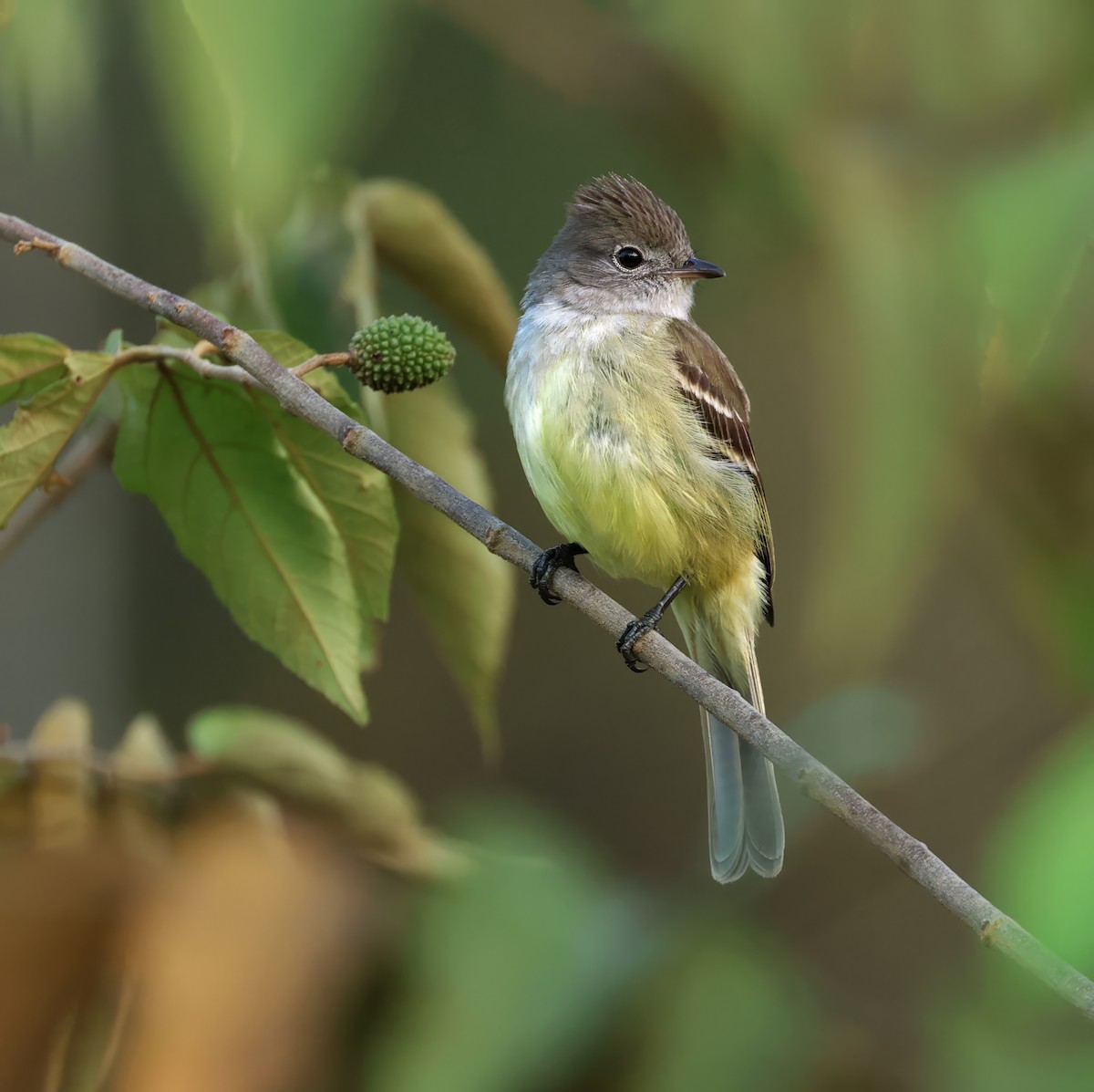 Yellow-bellied Elaenia - ML617057596