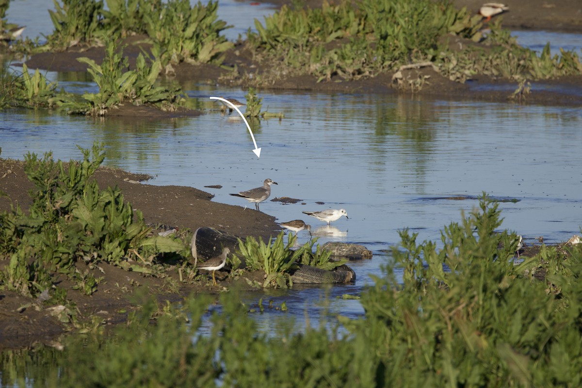 Laughing Gull - ML617057599