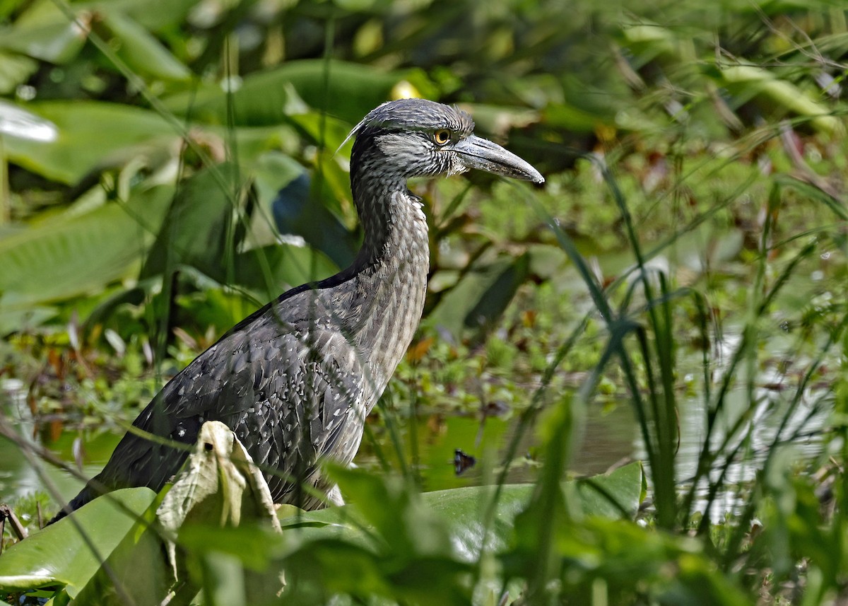 Yellow-crowned Night Heron - ML617057612