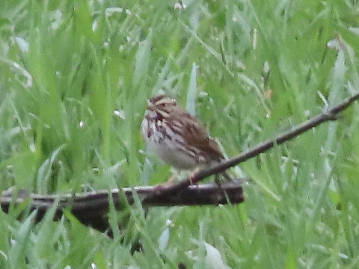 Savannah Sparrow (Savannah) - ML617057615