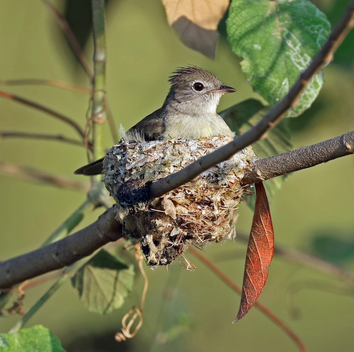 Yellow-bellied Elaenia - ML617057616