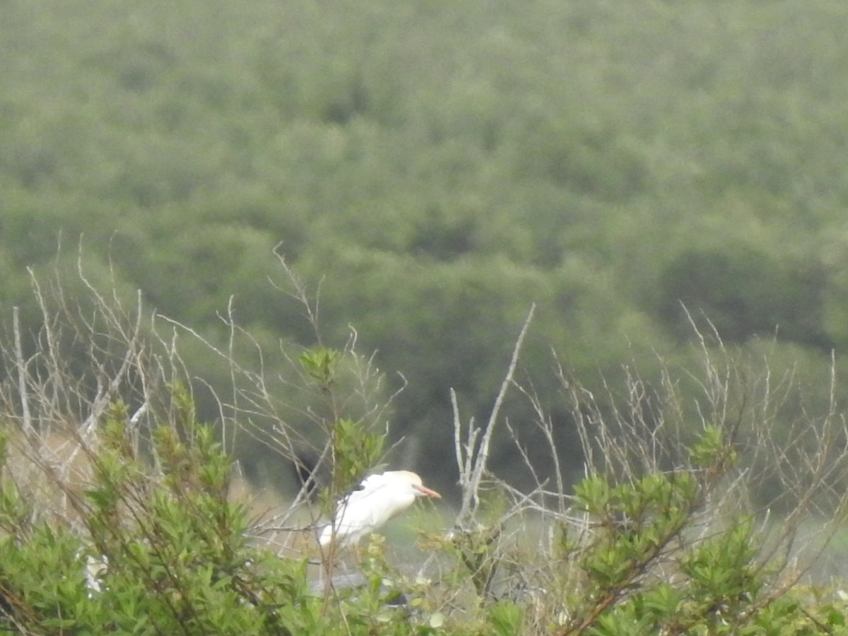 Western Cattle Egret - ML617057620