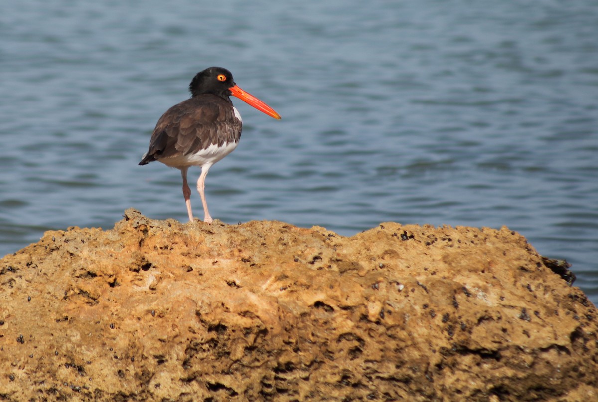 American Oystercatcher - ML617057644