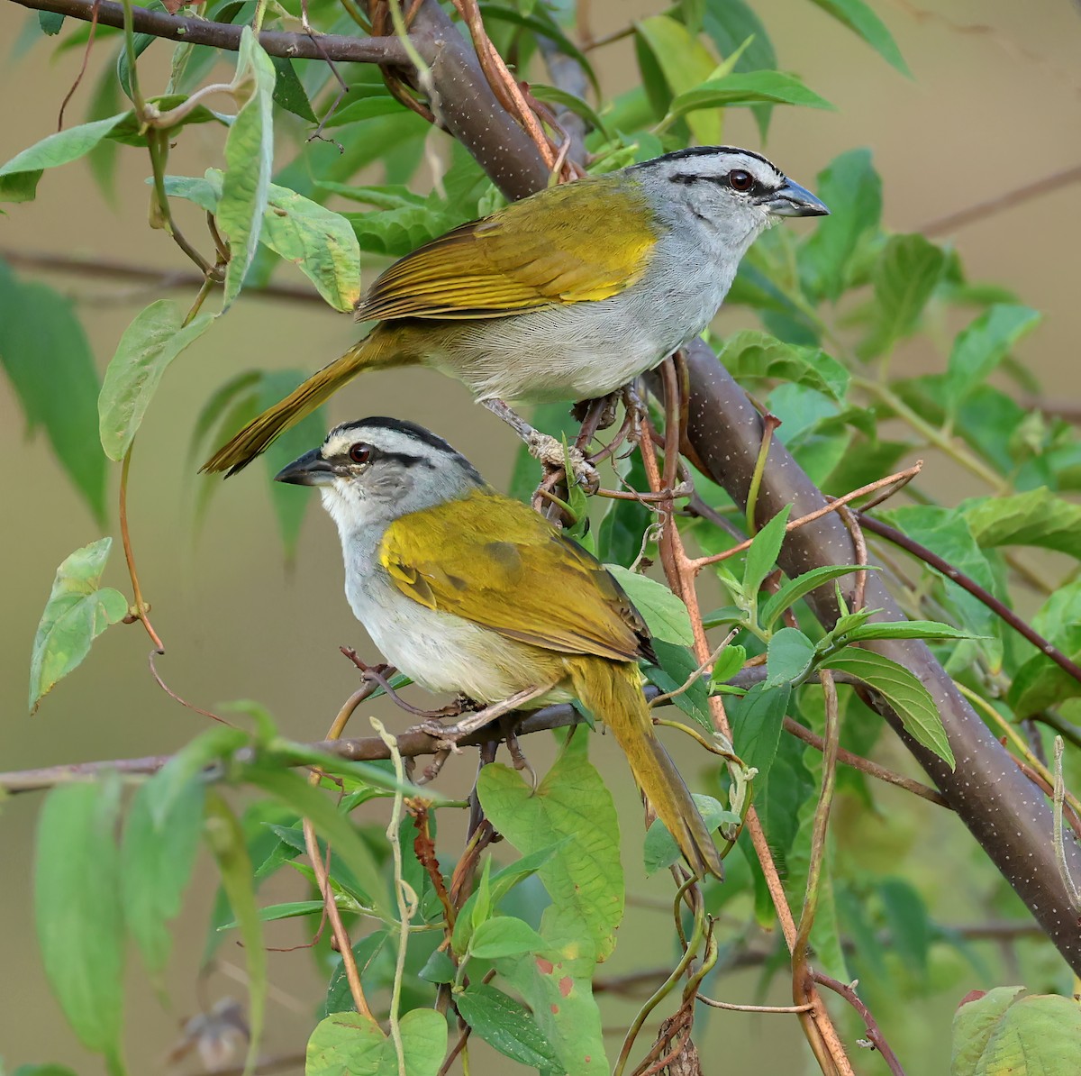 Black-striped Sparrow - ML617057653