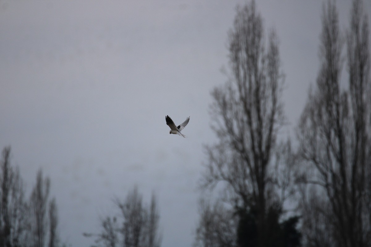 White-tailed Kite - ML617057689