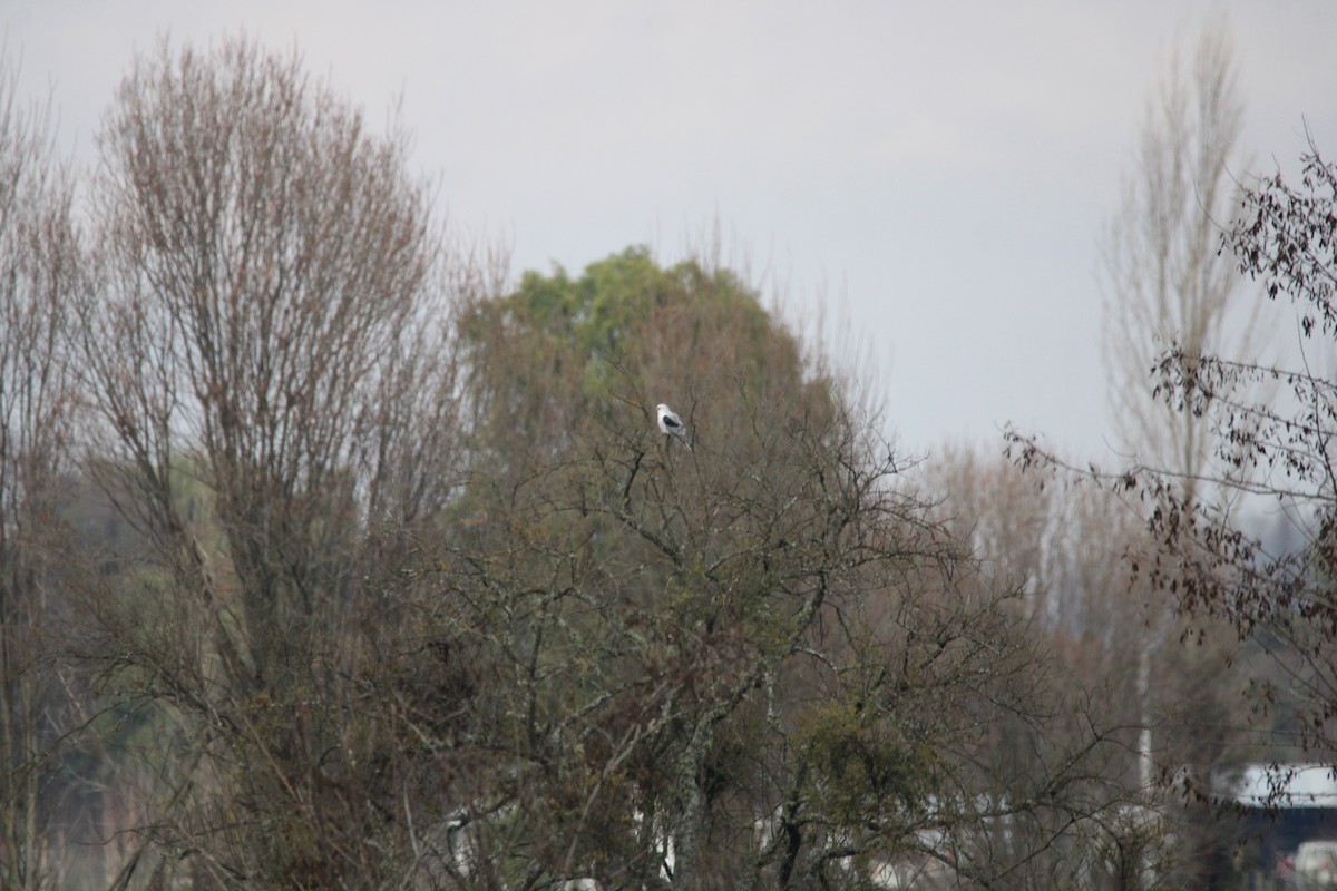 White-tailed Kite - ML617057692