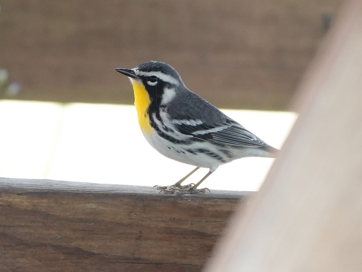 Yellow-throated Warbler - ML617057697