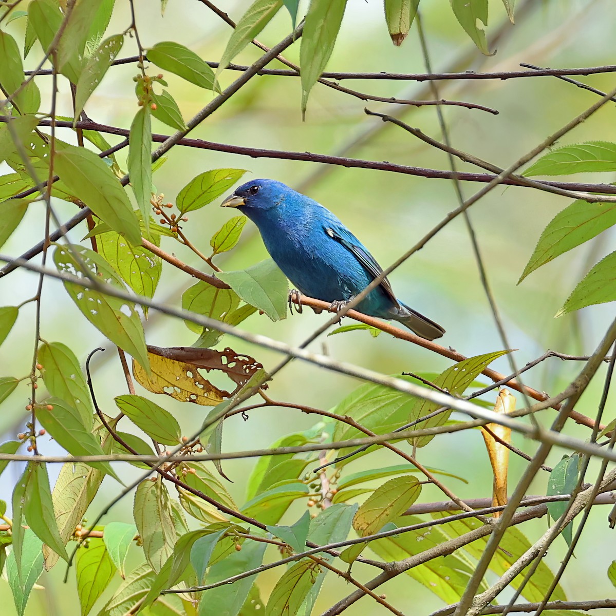 Indigo Bunting - ML617057711