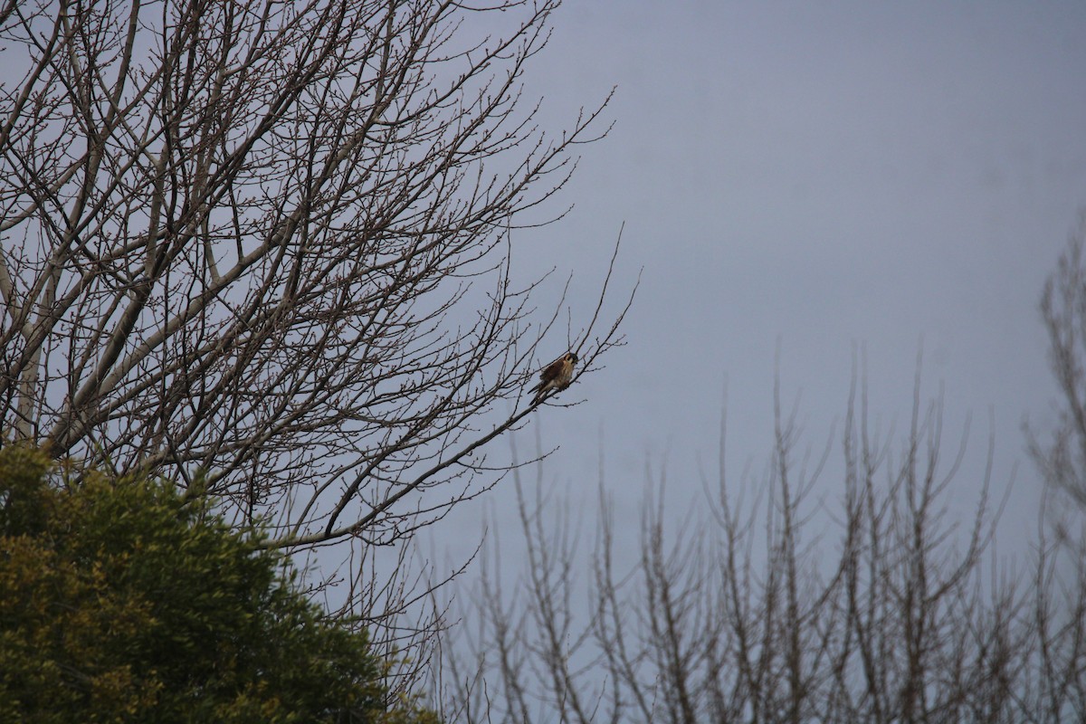 American Kestrel - ML617057718