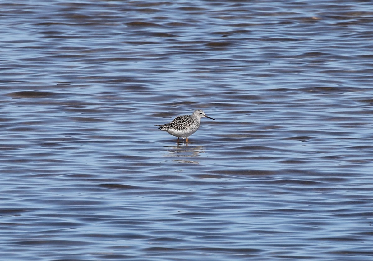 Lesser Yellowlegs - James (Jim) Holmes