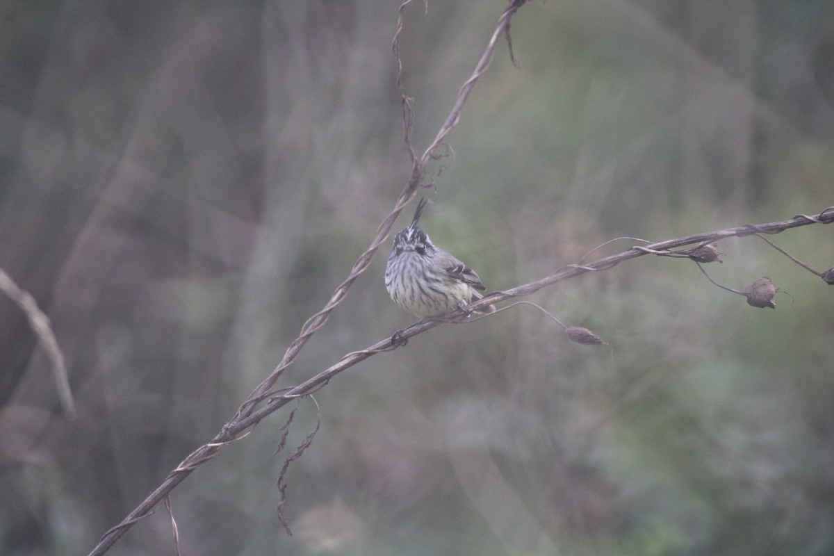 Tufted Tit-Tyrant - ML617057738