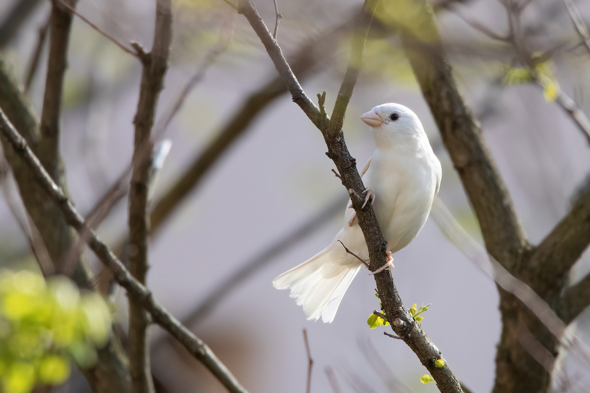 House Sparrow - Gorka Valdes Etxeberria